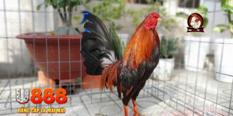 sun88 casino máy tính